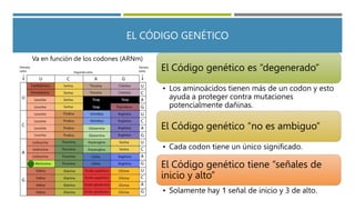 transcripcion-y-traduccion-dibujitos.pptx