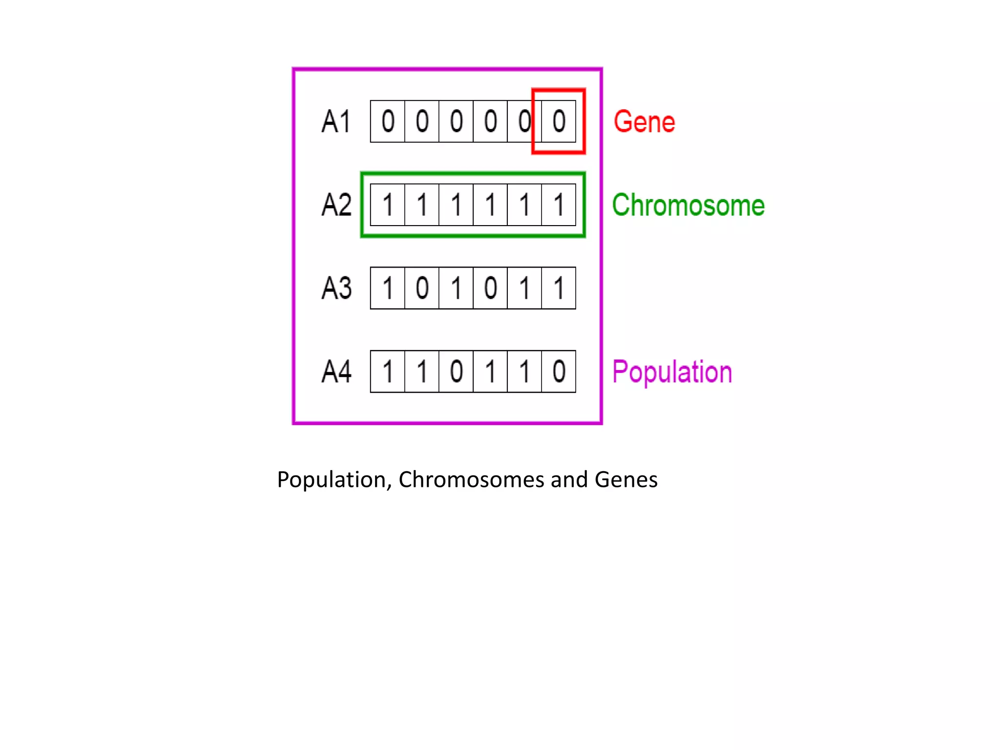 Population, Chromosomes and Genes
 