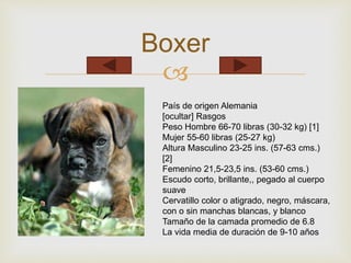 Boxer 
 
País de origen Alemania 
[ocultar] Rasgos 
Peso Hombre 66-70 libras (30-32 kg) [1] 
Mujer 55-60 libras (25-27 kg) 
Altura Masculino 23-25 ins. (57-63 cms.) 
[2] 
Femenino 21,5-23,5 ins. (53-60 cms.) 
Escudo corto, brillante,, pegado al cuerpo 
suave 
Cervatillo color o atigrado, negro, máscara, 
con o sin manchas blancas, y blanco 
Tamaño de la camada promedio de 6.8 
La vida media de duración de 9-10 años 
 