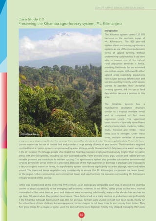 60
CLIMATE-SMART AGRICULTURE SOURCEBOOK
Case Study 2.2
Preserving the Kihamba agro-forestry system, Mt. Kilimanjaro
© FAO/David Boerma
Introduction
The Kihamba system covers 120  000
hectares on the southern slopes of
Mt. Kilimanjaro. The 800 year-old
system stands out among agroforestry
systems as one of the most sustainable
forms of upland farming. Without
undermining sustainability, it has been
able to support one of the highest
rural population densities in Africa,
providing livelihoods for an estimated
one million people. In the world’s other
upland areas expanding populations
have caused serious deforestation and
soil erosion. Only recently, when people
started to abandon their ancestral
farming systems, did this type of land
degradation become a problem in this
area.
The Kihamba system has a
multilayered vegetation structure
similar to a tropical montane forest
and is composed of four main
vegetation layers. The uppermost
layer consists of sparsely spaced trees
which provide shade, medicine, fodder,
fruits, firewood and timber. These
trees also fix nitrogen. Under these
trees, multiple varieties of bananas
are grown as a staple crop. Under the bananas there are coffee shrubs and under these, vegetable plots. This multi-layer
system maximizes the use of limited land and provides a large variety of foods all year around. The Kihamba is irrigated
by a traditional irrigation system complemented by water storage ponds (Nduwas) which help overcome water shortages
in the dry season. The Chagga people who inhabit the Kihamba maintain a high plant biodiversity (higher than the native
forest) with over 500 species, including 400 non-cultivated plants. Farm animals (cows, pigs, chicken and rabbits) provide
valuable proteins and contribute to nutrient cycling. The agroforestry system also provides substantive environmental
services beyond the areas where it is practiced. Because of the high quantities of biomass it produces and its capacity
to recycle organic matter on farms, the agroforestry system contributes significantly to carbon storage, above and below
ground. The trees and dense vegetation help considerably to ensure that Mt. Kilimanjaro can remain the ‘water tower’
for the region. Urban communities and commercial flower and seed farms in the lowlands surrounding Mt. Kilimanjaro
critically depend on this service.
Coffee was incorporated at the end of the 19th century. As an ecologically compatible cash crop, it allowed the Kihamba
system to adapt successfully to the emerging cash economy. However, in the 1990’s, coffee prices on the world market
plummeted at the same time as pests and diseases were increasing. Additionally, many coffee shrubs had reached an
age (over 50 years) when they produce less beans. These factors led to a sharp decline in productivity and profitability
in the Kihamba. Although food security was still not an issue, farmers were unable to meet their cash needs, mainly for
the school fees of their children. As a consequence, farmers began to cut down trees to earn money from timber. They
then grew maize for a couple of cycles until the soil nutrients were depleted. Finally they stopped managing their plots
 