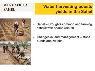 Water harvesting boosts
yields in the Sahel
o Sahel – Droughts common and farming
difficult with sparse rainfall.
o Changes in land management – stone
bunds and zai pits.

 