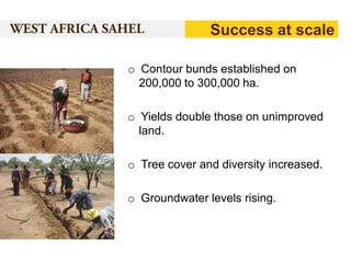 Success at scale
o Contour bunds established on
200,000 to 300,000 ha.
o Yields double those on unimproved
land.
o Tree cover and diversity increased.
o Groundwater levels rising.

 