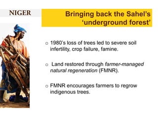 Bringing back the Sahel’s
‘underground forest’
o 1980’s loss of trees led to severe soil
infertility, crop failure, famine.

o Land restored through farmer-managed
natural regeneration (FMNR).
o FMNR encourages farmers to regrow
indigenous trees.

 