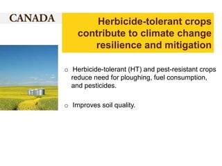 Herbicide-tolerant crops
contribute to climate change
resilience and mitigation
o Herbicide-tolerant (HT) and pest-resistant crops
reduce need for ploughing, fuel consumption,
and pesticides.
o Improves soil quality.

 