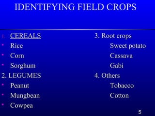 Field Crops and Cereals | PPT