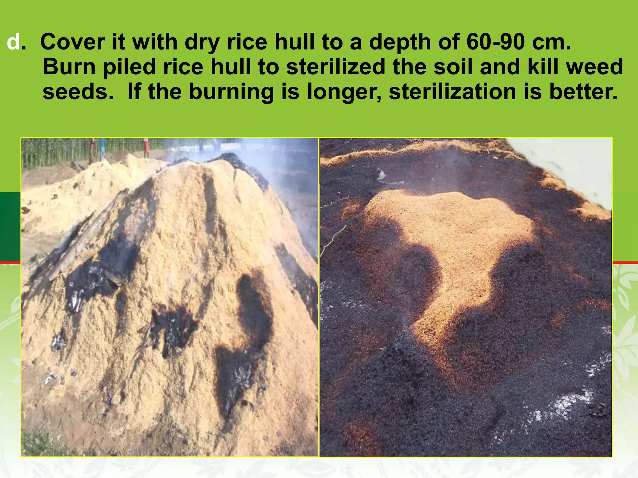 d. Cover it with dry rice hull to a depth of 60-90 cm.
Burn piled rice hull to sterilized the soil and kill weed
seeds. If the burning is longer, sterilization is better.
 