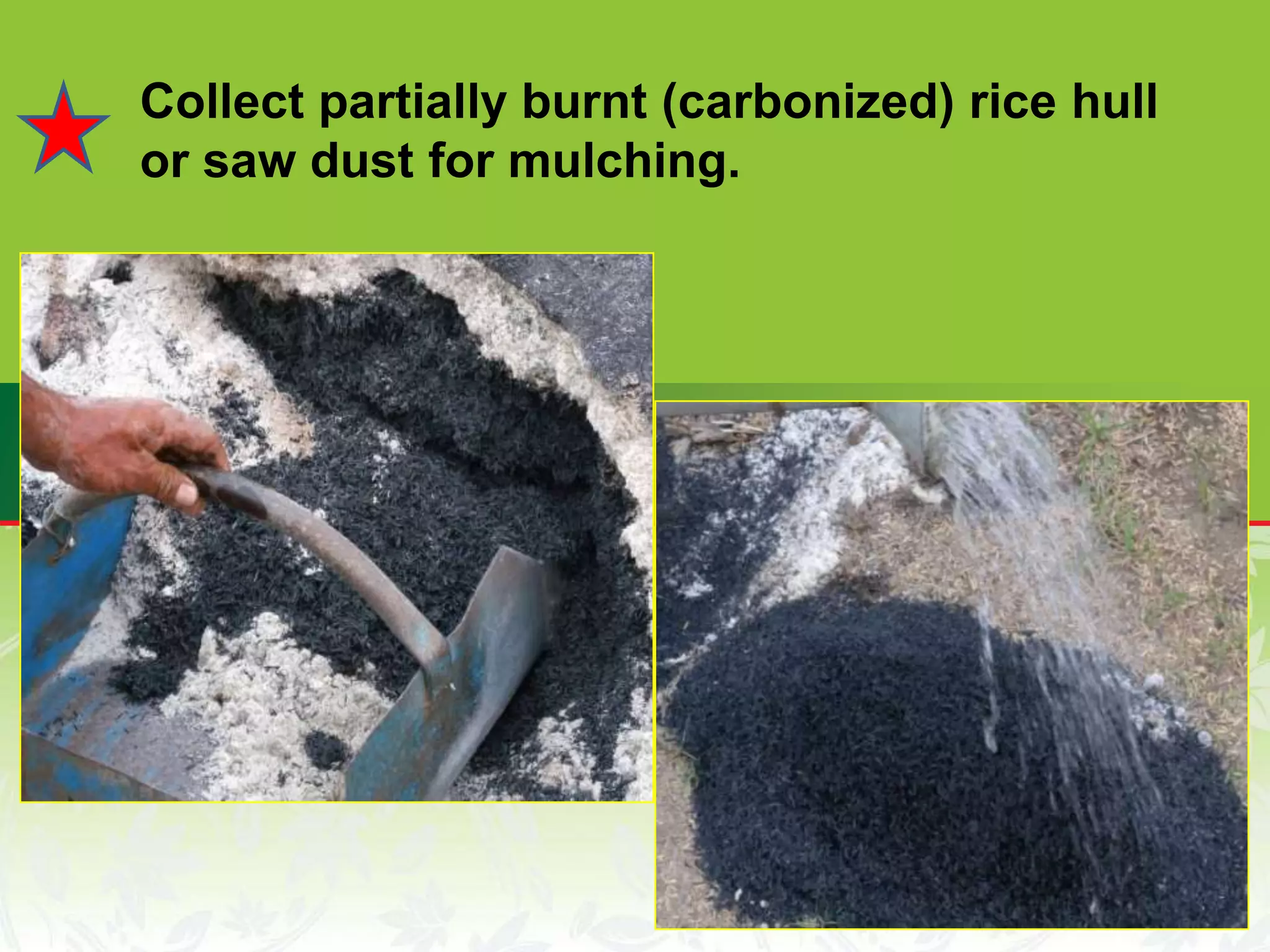 Collect partially burnt (carbonized) rice hull
or saw dust for mulching.
 