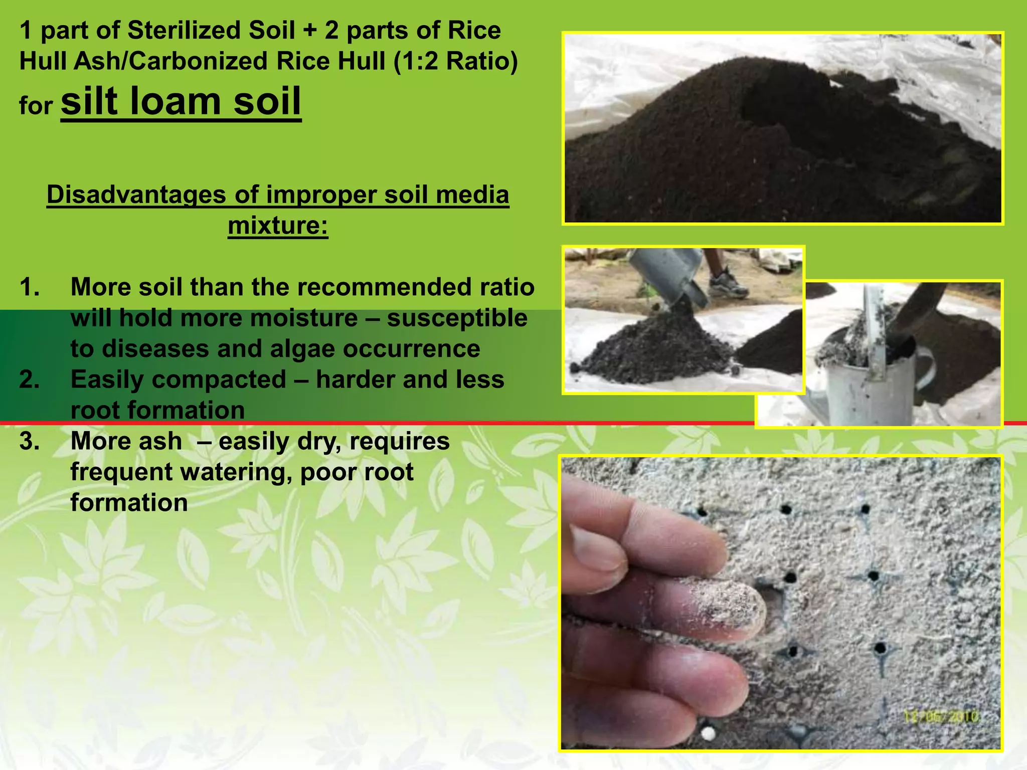 1 part of Sterilized Soil + 2 parts of Rice
Hull Ash/Carbonized Rice Hull (1:2 Ratio)
for silt loam soil
Disadvantages of improper soil media
mixture:
1. More soil than the recommended ratio
will hold more moisture – susceptible
to diseases and algae occurrence
2. Easily compacted – harder and less
root formation
3. More ash – easily dry, requires
frequent watering, poor root
formation
 