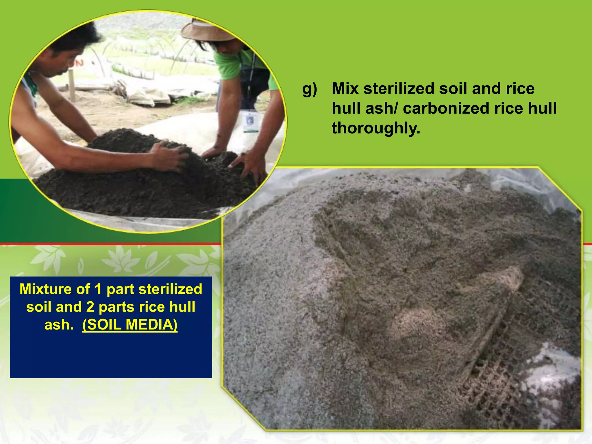 g) Mix sterilized soil and rice
hull ash/ carbonized rice hull
thoroughly.
Mixture of 1 part sterilized
soil and 2 parts rice hull
ash. (SOIL MEDIA)
 