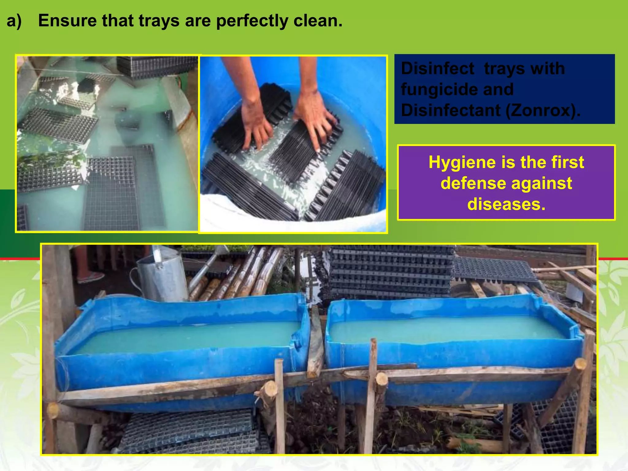 a) Ensure that trays are perfectly clean.
Disinfect trays with
fungicide and
Disinfectant (Zonrox).
Hygiene is the first
defense against
diseases.
 
