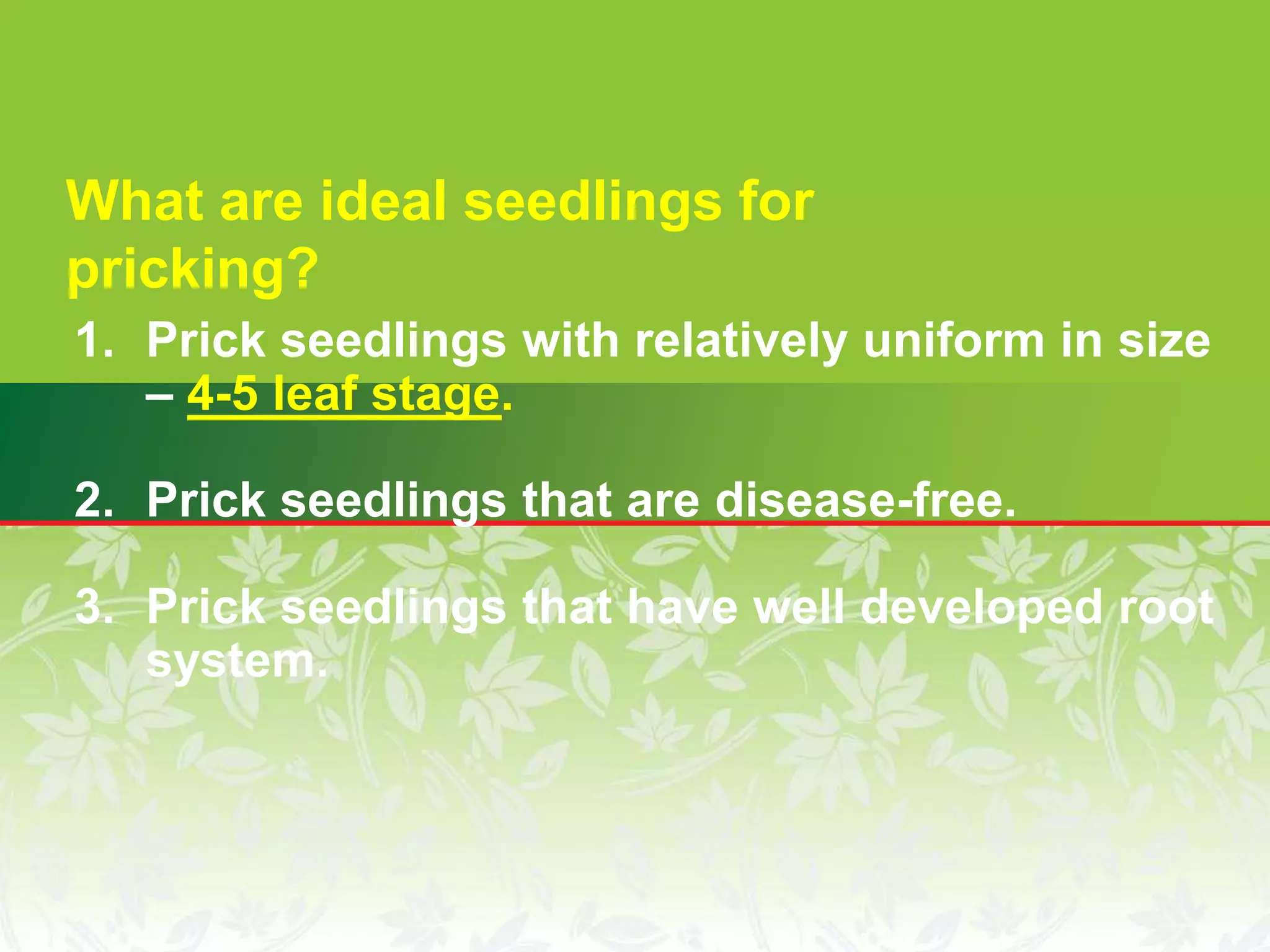 1. Prick seedlings with relatively uniform in size
– 4-5 leaf stage.
2. Prick seedlings that are disease-free.
3. Prick seedlings that have well developed root
system.
What are ideal seedlings for
pricking?
 