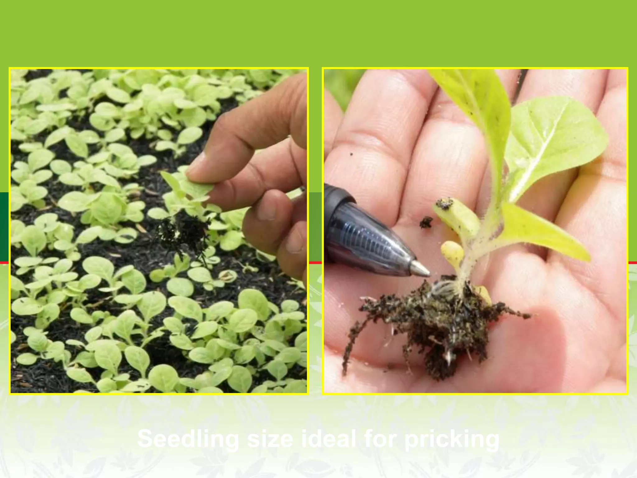 Seedling size ideal for pricking
 