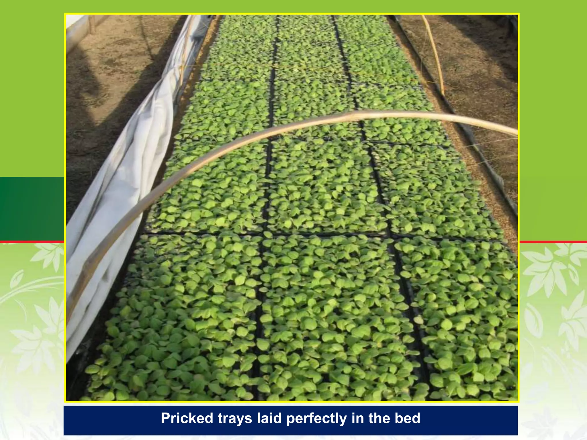 Pricked trays laid perfectly in the bed
 