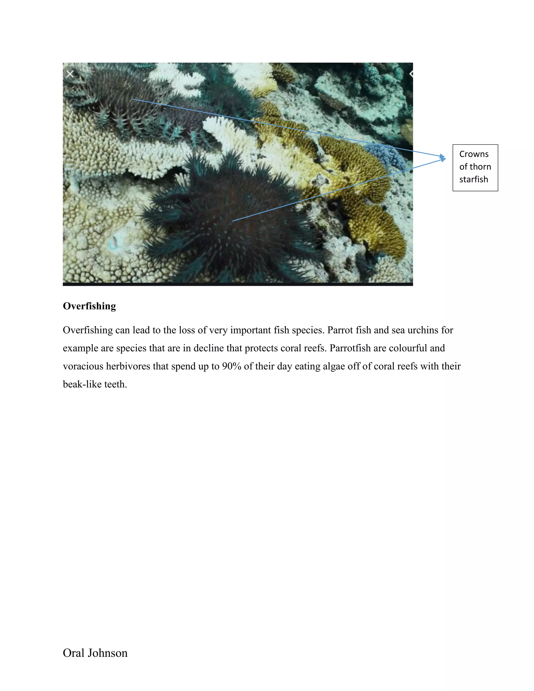 Oral Johnson
Overfishing
Overfishing can lead to the loss of very important fish species. Parrot fish and sea urchins for
example are species that are in decline that protects coral reefs. Parrotfish are colourful and
voracious herbivores that spend up to 90% of their day eating algae off of coral reefs with their
beak-like teeth.
Crowns
of thorn
starfish
 