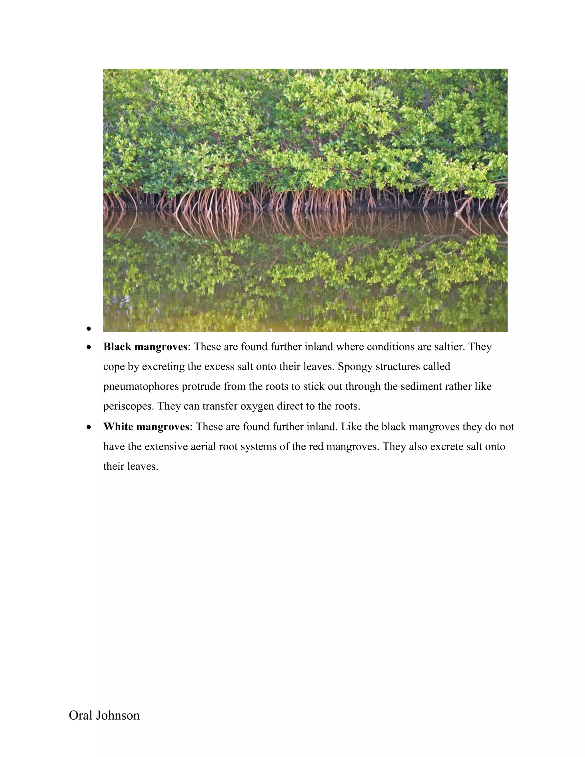 Oral Johnson

 Black mangroves: These are found further inland where conditions are saltier. They
cope by excreting the excess salt onto their leaves. Spongy structures called
pneumatophores protrude from the roots to stick out through the sediment rather like
periscopes. They can transfer oxygen direct to the roots.
 White mangroves: These are found further inland. Like the black mangroves they do not
have the extensive aerial root systems of the red mangroves. They also excrete salt onto
their leaves.
 
