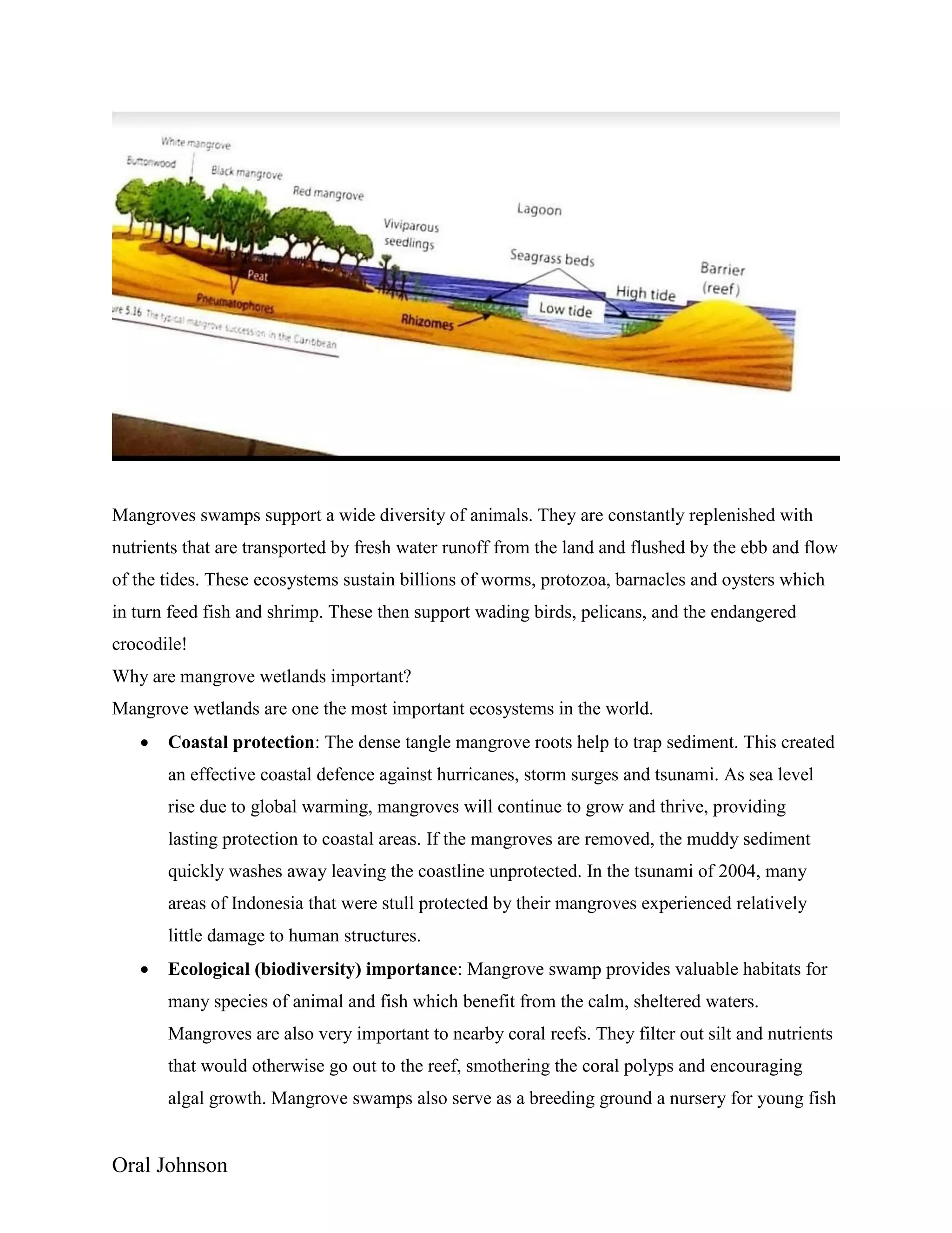 Oral Johnson
Mangroves swamps support a wide diversity of animals. They are constantly replenished with
nutrients that are transported by fresh water runoff from the land and flushed by the ebb and flow
of the tides. These ecosystems sustain billions of worms, protozoa, barnacles and oysters which
in turn feed fish and shrimp. These then support wading birds, pelicans, and the endangered
crocodile!
Why are mangrove wetlands important?
Mangrove wetlands are one the most important ecosystems in the world.
 Coastal protection: The dense tangle mangrove roots help to trap sediment. This created
an effective coastal defence against hurricanes, storm surges and tsunami. As sea level
rise due to global warming, mangroves will continue to grow and thrive, providing
lasting protection to coastal areas. If the mangroves are removed, the muddy sediment
quickly washes away leaving the coastline unprotected. In the tsunami of 2004, many
areas of Indonesia that were stull protected by their mangroves experienced relatively
little damage to human structures.
 Ecological (biodiversity) importance: Mangrove swamp provides valuable habitats for
many species of animal and fish which benefit from the calm, sheltered waters.
Mangroves are also very important to nearby coral reefs. They filter out silt and nutrients
that would otherwise go out to the reef, smothering the coral polyps and encouraging
algal growth. Mangrove swamps also serve as a breeding ground a nursery for young fish
 
