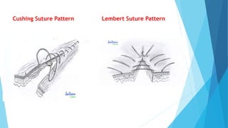 C SECTION IN SMALL AND LARGE ANIMALSpptx | PPTX