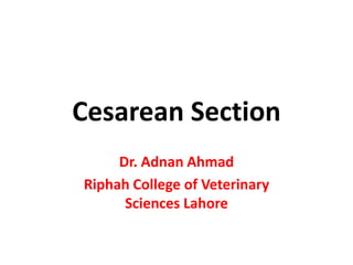 Cesarean Section
Dr. Adnan Ahmad
Riphah College of Veterinary
Sciences Lahore
 