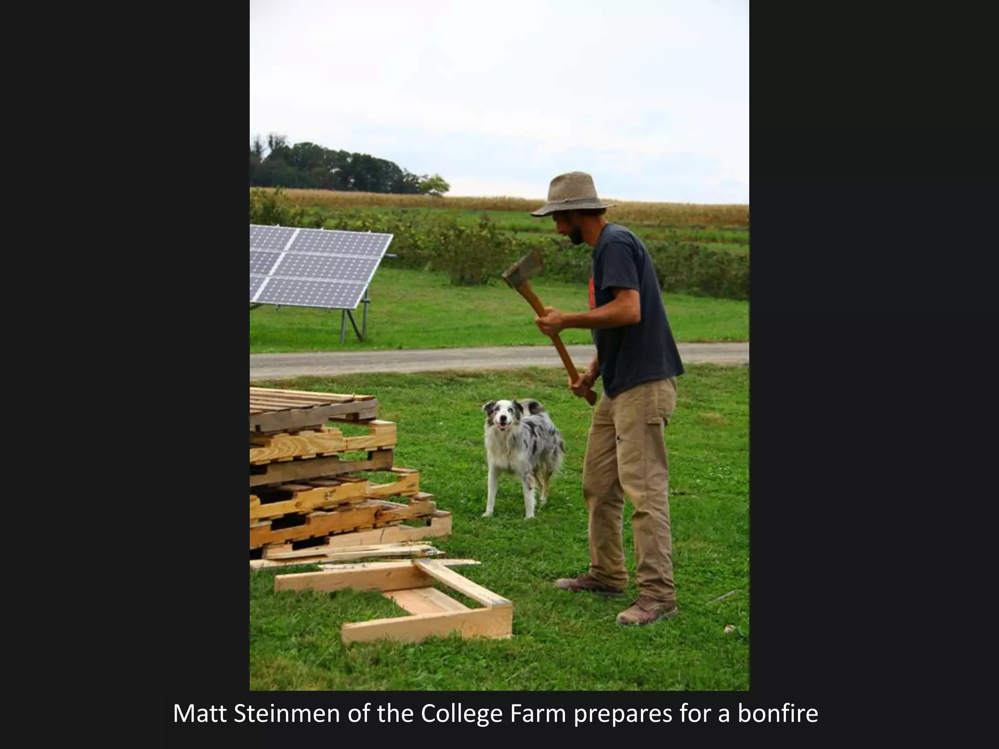 Matt Steinmen of the College Farm prepares for a bonfire
 