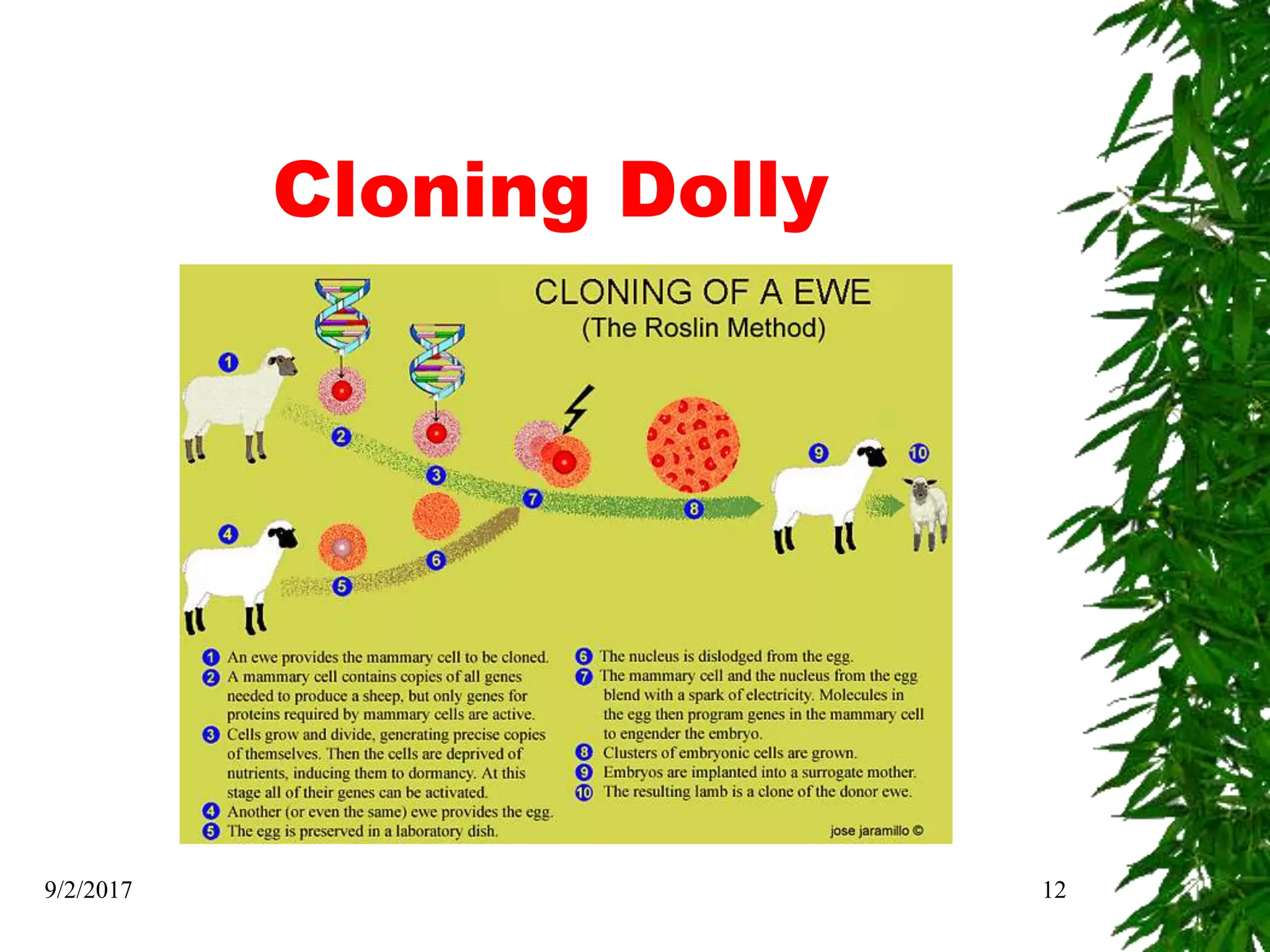 Cloning Dolly
9/2/2017 12
 