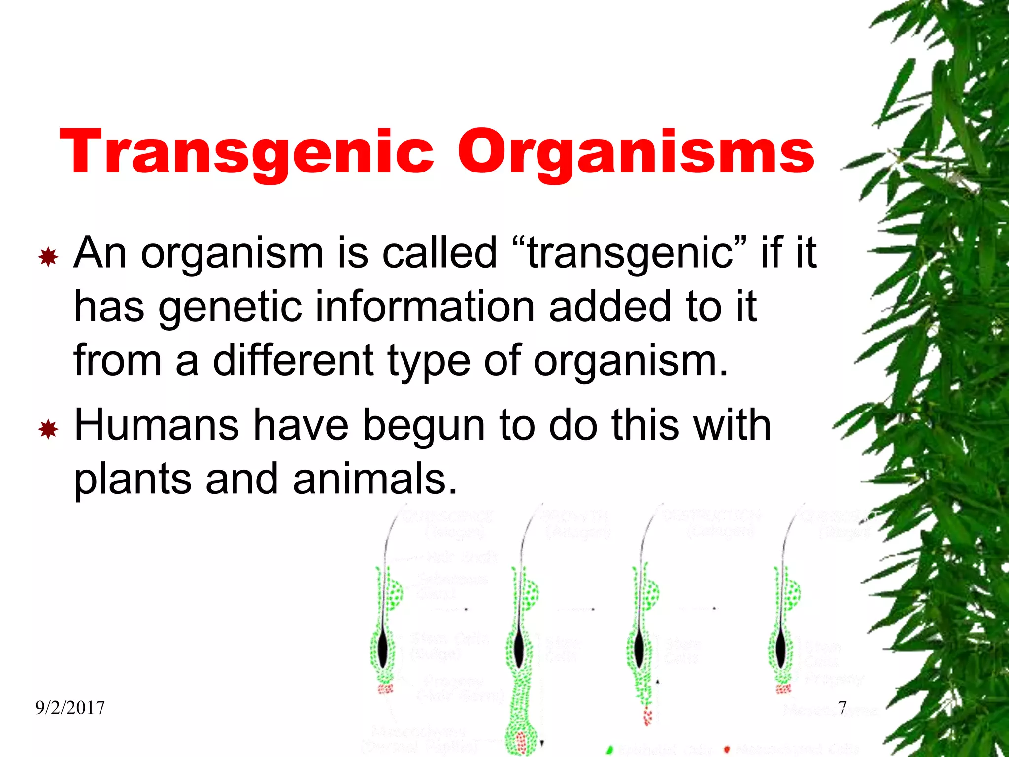 Transgenic Organisms
 An organism is called “transgenic” if it
has genetic information added to it
from a different type of organism.
 Humans have begun to do this with
plants and animals.
9/2/2017 7
 