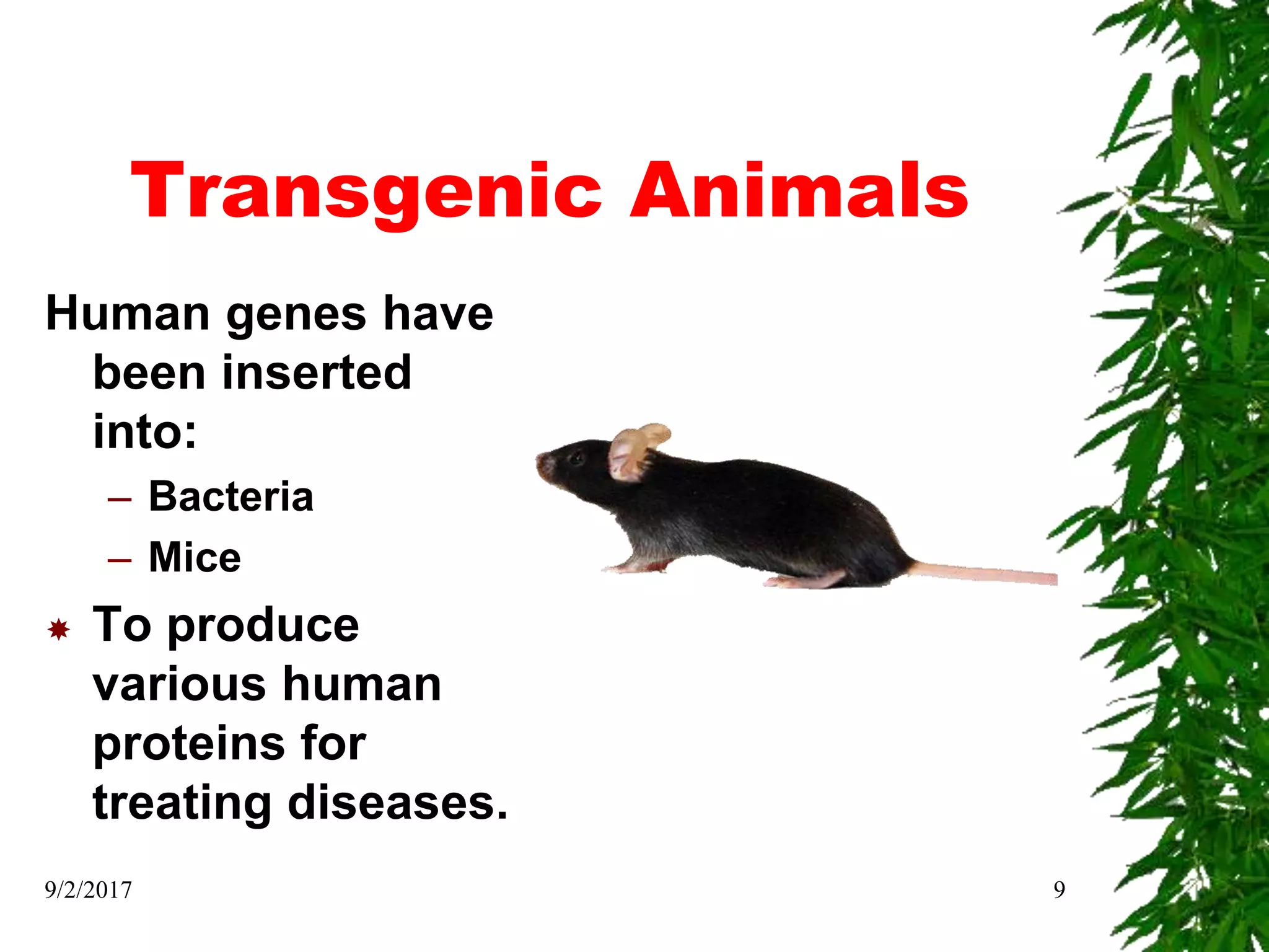 Transgenic Animals
Human genes have
been inserted
into:
– Bacteria
– Mice
 To produce
various human
proteins for
treating diseases.
9/2/2017 9
 