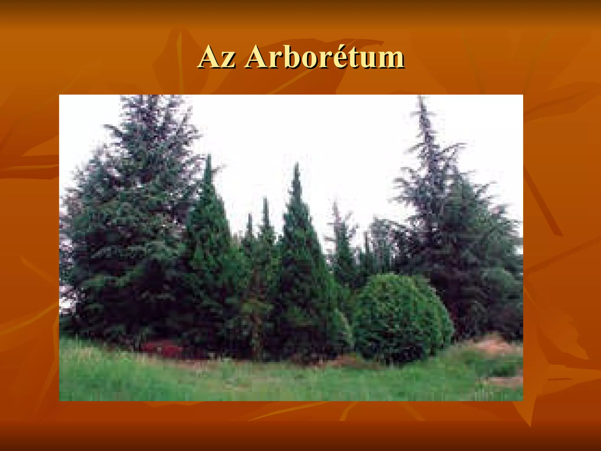 Az Arborétum 