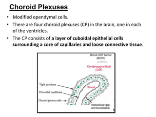 Choroid Plexuses
• Modified ependymal cells.
• There are four choroid plexuses (CP) in the brain, one in each
of the ventricles.
• The CP consists of a layer of cuboidal epithelial cells
surrounding a core of capillaries and loose connective tissue.
 