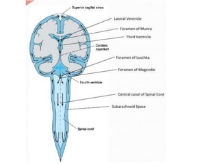 Cerebrospinal Fluid Diagram