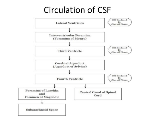 csf flow diagram cerebrospinal fluid csf flow diagram cerebrospinal fluid