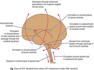 CSF (Cerebrospinal Fluid) | PPTX