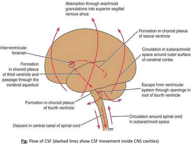 CSF (Cerebrospinal Fluid) | PPT