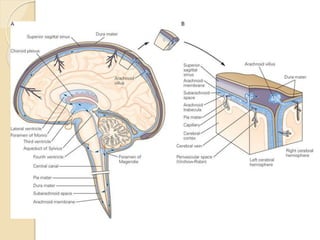 CSF physiology and Mechanics of Hydrocephalus | PPTX