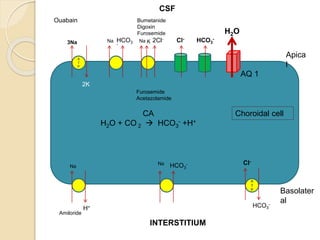 CSF physiology and Mechanics of Hydrocephalus | PPTX