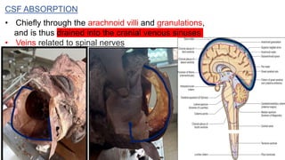 CSF ABSORPTION
• Chiefly through the arachnoid villi and granulations,
and is thus drained into the cranial venous sinuses
• Veins related to spinal nerves
 