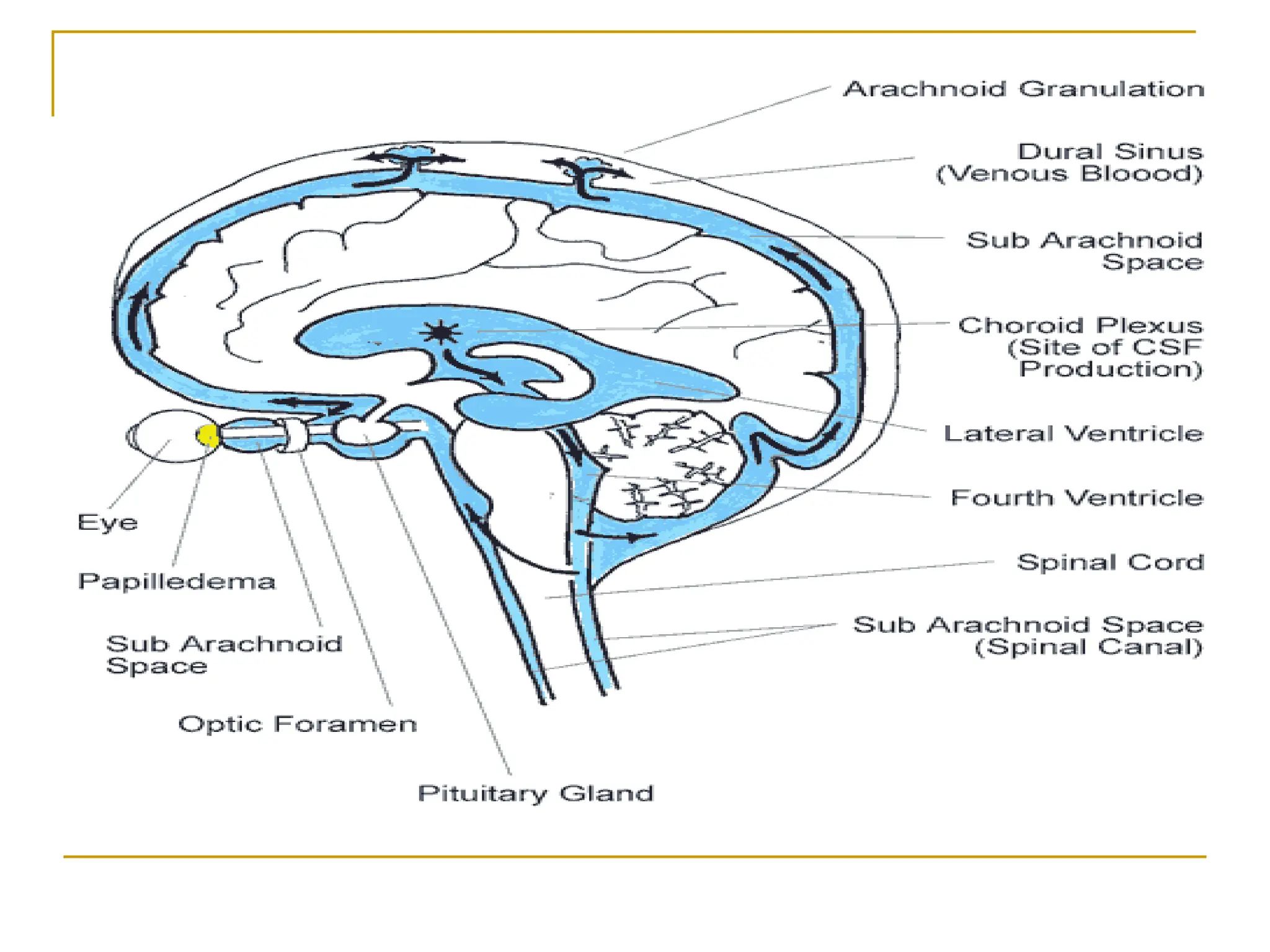 CSF CNS covered by 3 membranes [meninges] pdf | PDF