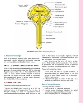 CSF and it's production and normal composition | PDF