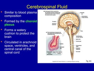 Cerebrospinal Fluid
Slide 7.46
 Similar to blood plasma
composition
 Formed by the choroid
plexus
 Forms a watery
cushion to protect the
brain
 Circulated in arachnoid
space, ventricles, and
central canal of the
spinal cord
 