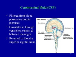 13
Cerebrospinal fluid (CSF)
• Filtered from blood
plasma in choroid
plexuses
• Circulates in through
ventricles, canals, &
between meninges
• Returned to blood at
superior sagittal sinus
 