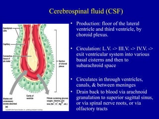 Cerebrospinal fluid (CSF)
• Production: floor of the lateral
ventricle and third ventricle, by
choroid plexus.
• Circulation: L.V. -> III.V. -> IV.V. ->
exit ventricular system into various
basal cisterns and then to
subarachroid space
• Circulates in through ventricles,
canals, & between meninges
• Drain back to blood via arachnoid
granulation to superior sagittal sinus,
or via spinal nerve roots, or via
olfactory tracts
From Johanson CE
 