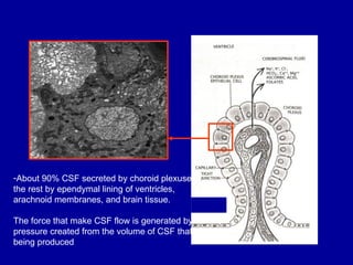 Choroid Plexus
-About 90% CSF secreted by choroid plexuses.
the rest by ependymal lining of ventricles,
arachnoid membranes, and brain tissue.
The force that make CSF flow is generated by the
pressure created from the volume of CSF that is
being produced.
 