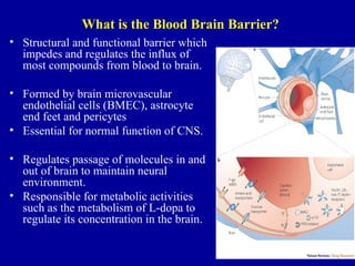 What is the Blood Brain Barrier?
• Structural and functional barrier which
impedes and regulates the influx of
most compounds from blood to brain.
• Formed by brain microvascular
endothelial cells (BMEC), astrocyte
end feet and pericytes
• Essential for normal function of CNS.
• Regulates passage of molecules in and
out of brain to maintain neural
environment.
• Responsible for metabolic activities
such as the metabolism of L-dopa to
regulate its concentration in the brain.
 