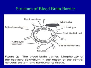 Structure of Blood Brain Barrier
 
