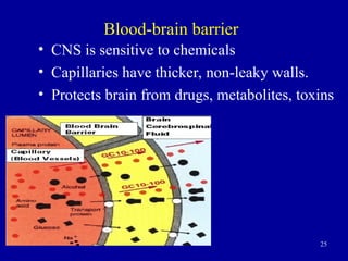 25
Blood-brain barrier
• CNS is sensitive to chemicals
• Capillaries have thicker, non-leaky walls.
• Protects brain from drugs, metabolites, toxins
 