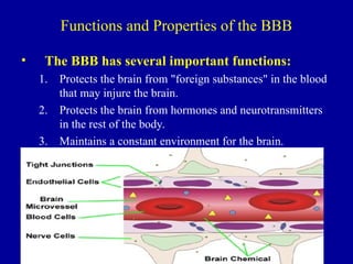 Functions and Properties of the BBB
• The BBB has several important functions:
1. Protects the brain from "foreign substances" in the blood
that may injure the brain.
2. Protects the brain from hormones and neurotransmitters
in the rest of the body.
3. Maintains a constant environment for the brain.
 