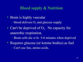 30
Blood supply & Nutrition
• Brain is highly vascular
– blood delivers O2 and glucose supply
• Can't be deprived of O2. No capacity for
anaerobic respiration.
– Brain cells die w/in 5-6 minutes when deprived
• Requires glucose (or ketone bodies) as fuel
– Can't use fats, amino acids.
 