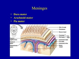 Meninges
• Dura mater
• Arachnoid mater
• Pia mater
 