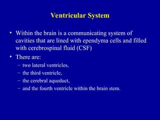 Ventricular System
• Within the brain is a communicating system of
cavities that are lined with ependyma cells and filled
with cerebrospinal fluid (CSF)
• There are:
– two lateral ventricles,
– the third ventricle,
– the cerebral aqueduct,
– and the fourth ventricle within the brain stem.
 