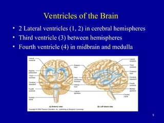 8
Ventricles of the Brain
• 2 Lateral ventricles (1, 2) in cerebral hemispheres
• Third ventricle (3) between hemispheres
• Fourth ventricle (4) in midbrain and medulla
 