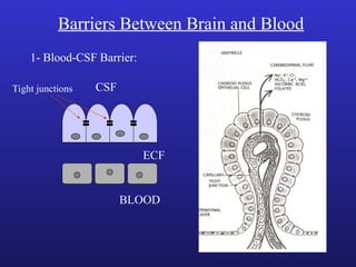 Barriers Between Brain and Blood
1- Blood-CSF Barrier:
CSF
ECF
BLOOD
Tight junctions
 